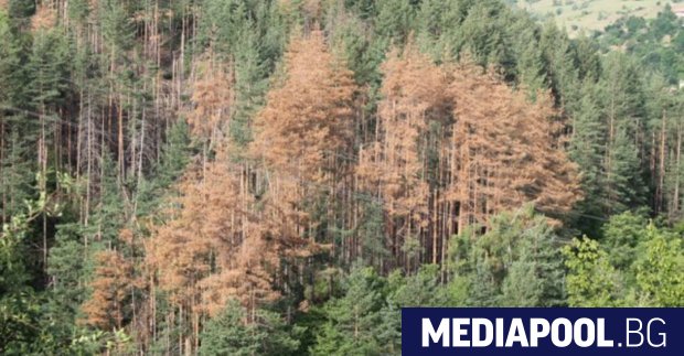 Един от приоритетите на държавните горски предприятия през 2018 г