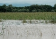 Потопът унищожи още 123 005 дка посеви