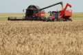 Прогнозира се изключително добра реколта пшеница