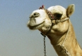 Спрян транзит на руски камили за България, този път виновна е Украйна