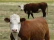 80 евро такса на крава заради глобалното затопляне
