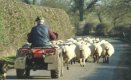 Сгафили с евросубсидиите фермери може да се разминат без санкции