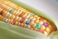 Заваляха поправки на ГМО-проектозакона