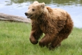 Ловът на кафявата мечка вече разрешен, но с квоти за отстрел