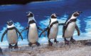 Пингвини ще са най-новите обитатели на Столичния зоопарк