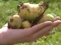 България спира вноса на картофи от Япония
