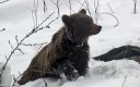 Специално засадени плодни дръвчета ще хранят мечките на Витоша
