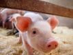 ЕК помага на пострадалите от руското ембарго свиневъди