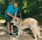 Държавата дава 30 000 лв. за изложба на овчарски кучета