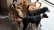 Четири пъти намалели уличните кучета в София за 8 години