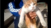 Французин беше осъден на 2 години затвор за жестоко убийство на котка