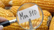 Европарламентът в сблъсък с ЕК заради нови видове ГМО царевица