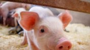 Брюксел одобри 179 млн. лв. държавна помощ за хуманно отглеждане на свине