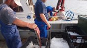 За пръв път от десет години се увеличава българската квота за улов на калкан