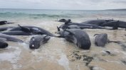 Над 150 кита бяха открити на плаж в Австралия