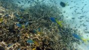 Австралия обещава да похарчи половин милиард долара, за да възстанови Големия бариерен риф