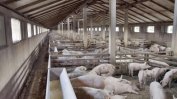 Вирусът на африканската чума по свинете разболя бизнеса на румънските фермери