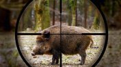 Намаляват се ограниченията за лов на диви свине от този уикенд