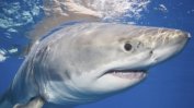 Двама нападнати от акули в Австралия за последните 24 часа