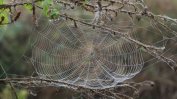 Учени разгадаха тайната на паяжината