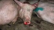 Безпрецедентна мобилизация на френско-белгийската граница срещу чумата по свинете