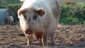 Открити са нови случаи на африканска чума при диви свине у нас