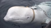 В Норвегия заловиха кит по подозрение, че е руски шпионин