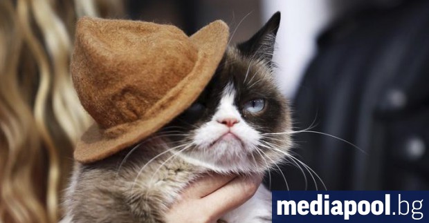 Котката Гръмпи Сърдитата котка известна в интернет заради своето кисело