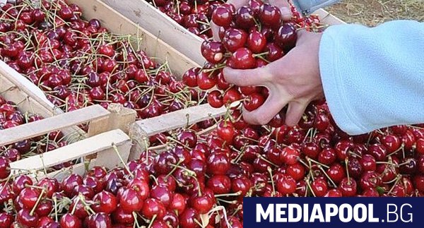 България има нереализиран потенциал за износ на череши който се