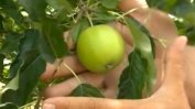 Ябълка за 100 хил. евро расте в пловдивска градина
