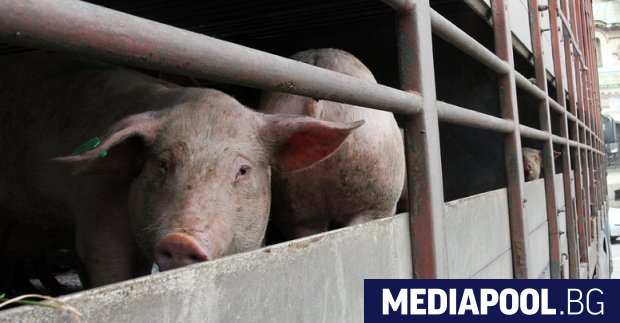 Заразата от африканска чума при свинете се разраства За да