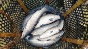 WWF: Рибата в Европа свърши, до края на годината се разчита на внос