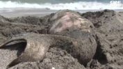 Случаите на мъртви делфини по черноморското крайбрежие намалели