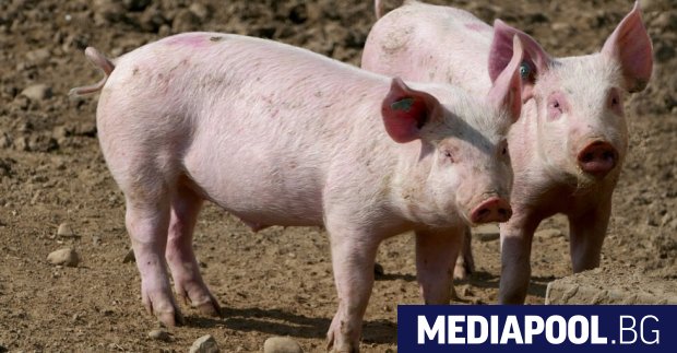 Разрастват се огнищата на болестта африканска чума по свинете, въпреки
