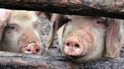 За агенцията по храните избиването на прасетата е "доброволно усвояване на месо"