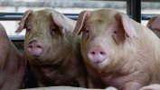 Агрокомисията в ЕП одобри още 70 млн. евро  заради чумата по свинете
