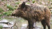 Първи случай на африканска чума по свинете е регистриран в Габровско