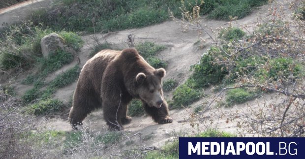Мечка е нападнала и ранила ловец в Стара планина 47 годишният