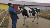 Виртуални пасища повишават млеконадоя на руски крави