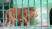 Окуцелият лъв Любо докара прокуратурата в разградския зоокът
