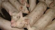 Започва умъртвяването 24 500 прасета в Никола Козлево заради африканска чума
