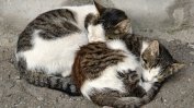 Британски ветеринари препоръчват котките да не излизат от дома