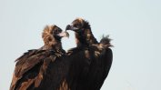 Първа двойка черни лешояди в България с брачен полет