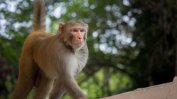 Лекарство срещу ебола спира развитието на Covid-19 при маймуни