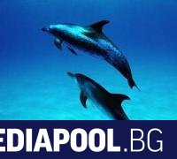 Мъртъв делфин е намерен на автобусна спирка във Варна обяви