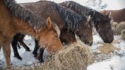 Необяснимо убиване и осакатяване на коне из цяла Франция