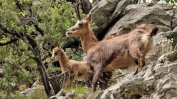 Гръмна скандал с 14 убити бременни диви кози в парк "Пирин"