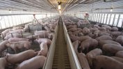 Напълно падна забраната за износ на български свинекомплекси заради чумата