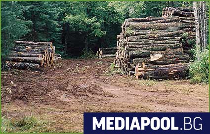 Спор за липсващи 4 млн. лв. от продадена дървесина от