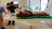 Скенер показа: Столичният лъв Славчо е напълно здрав